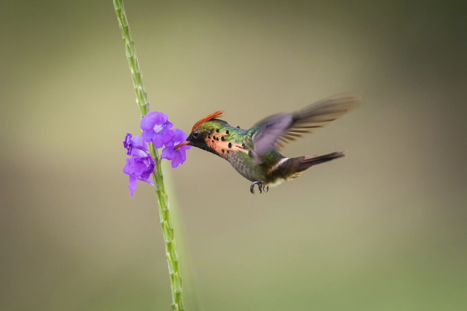 kolibřík ozdobný (Lophornis ornatus) Tufted coquette