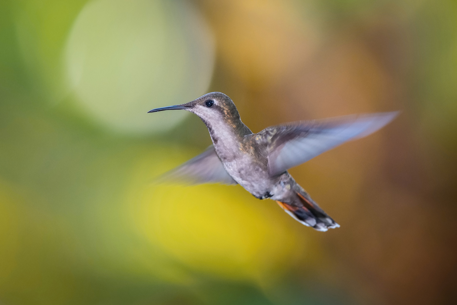 kolibřík žlutohrdlý (Chrysolampis mosquitus) Ruby-topaz hummingbird