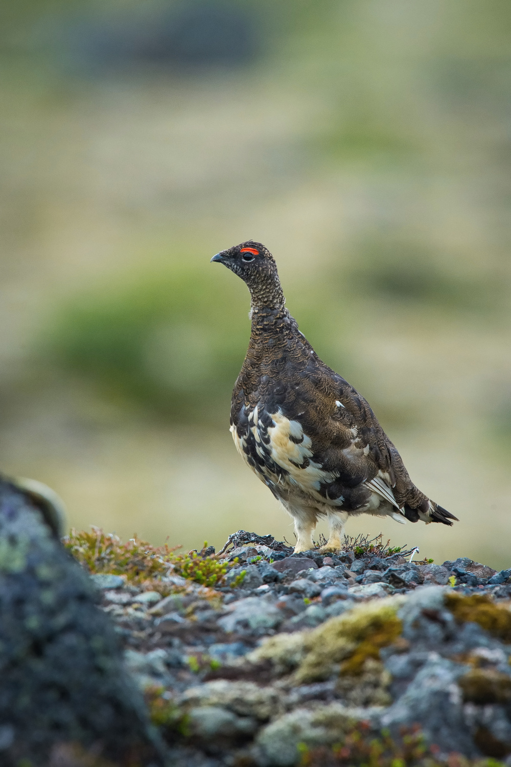 bělokur horský (Lagopus muta) Rock ptarmigan