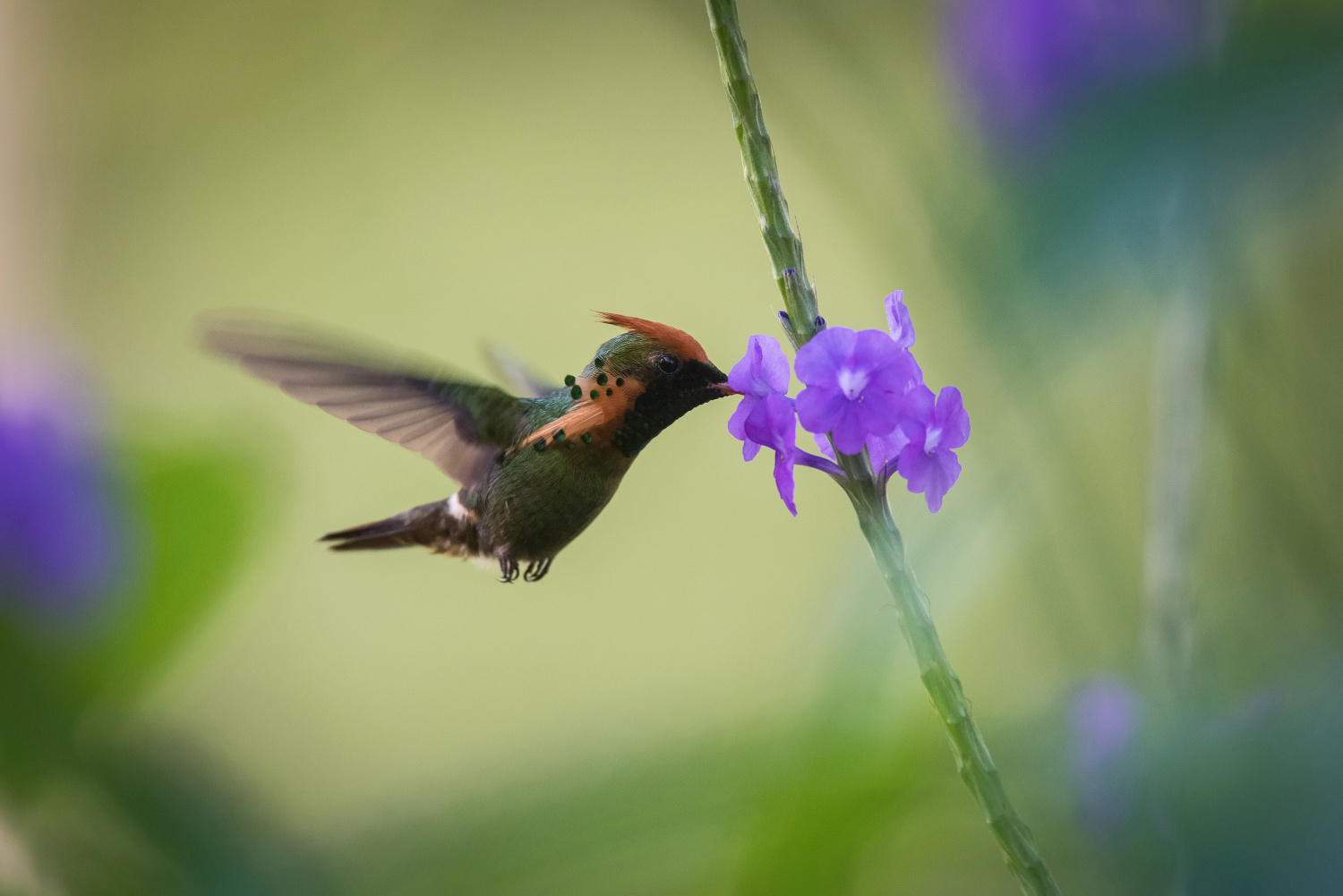 kolibřík ozdobný (Lophornis ornatus) Tufted coquette