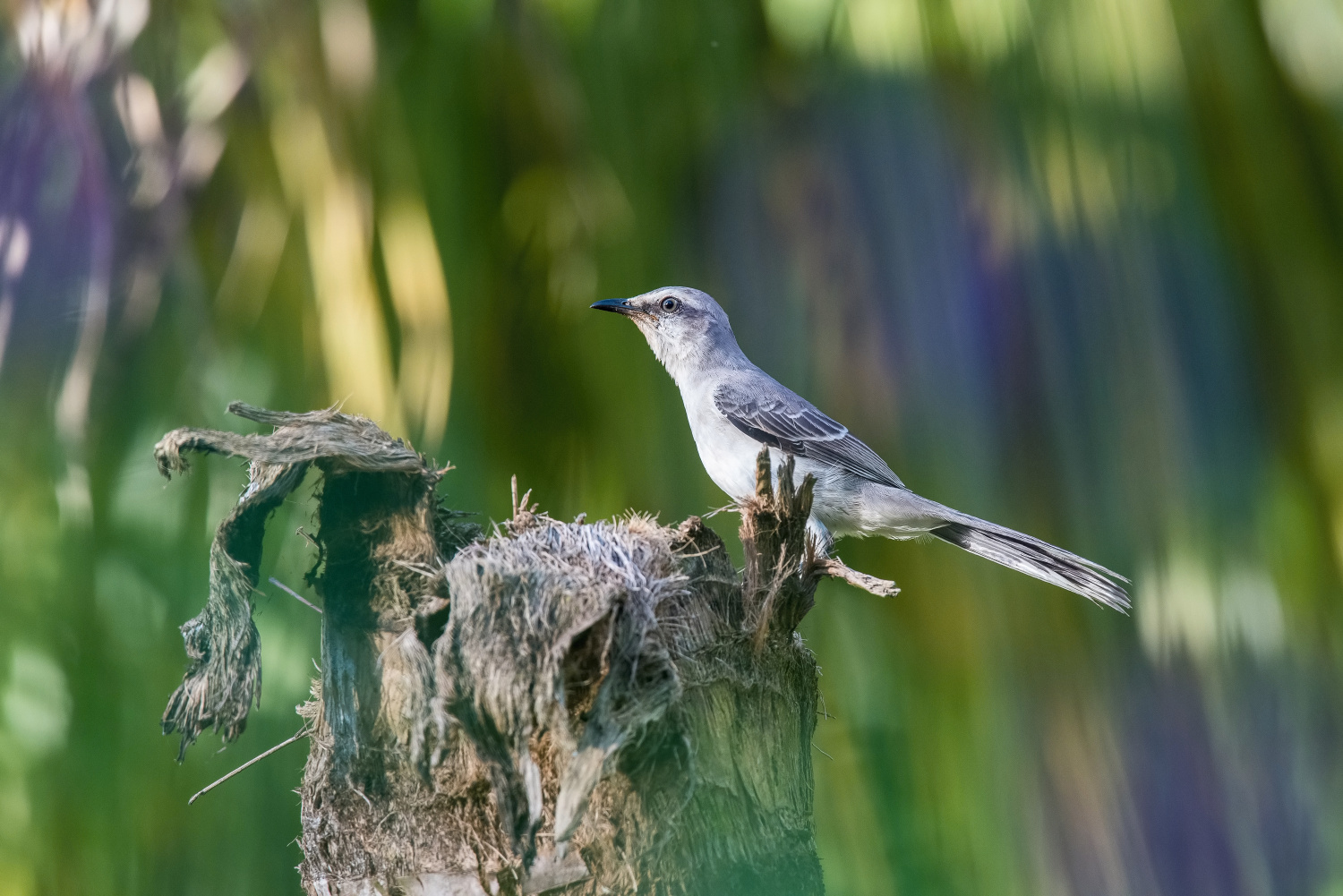 drozdec tropický (Mimus gilvus) Tropical mockingbird