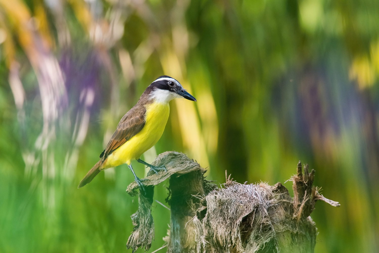 tyran bentevi (Pitangus sulphuratus) Great kiskadee