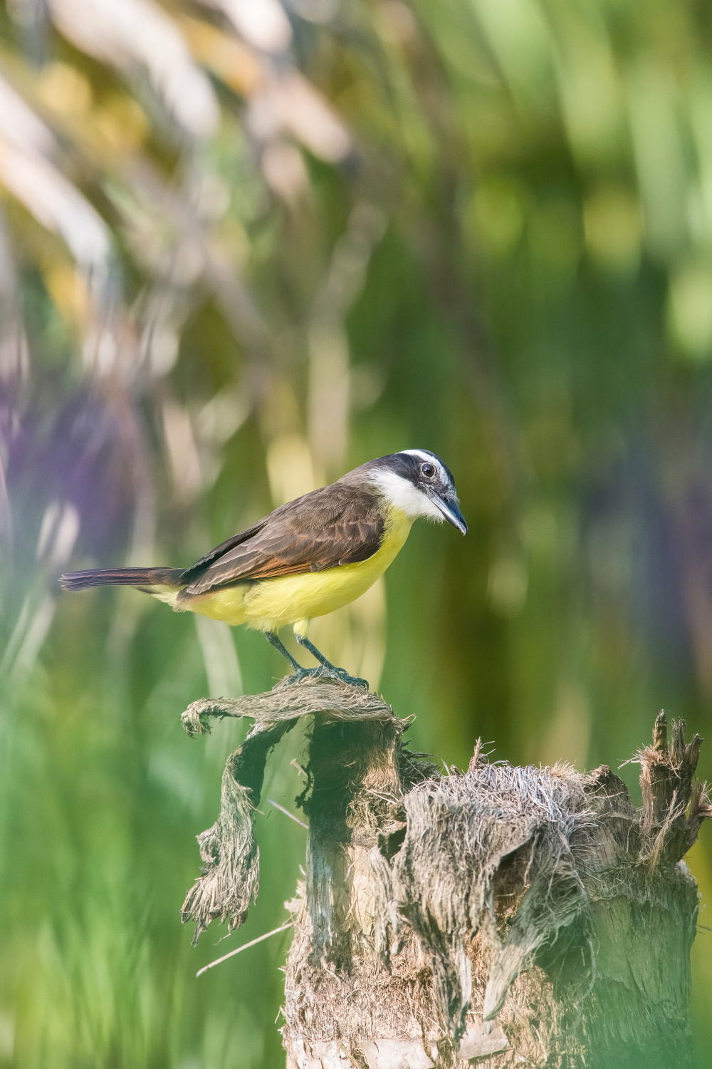 tyran bentevi (Pitangus sulphuratus) Great kiskadee