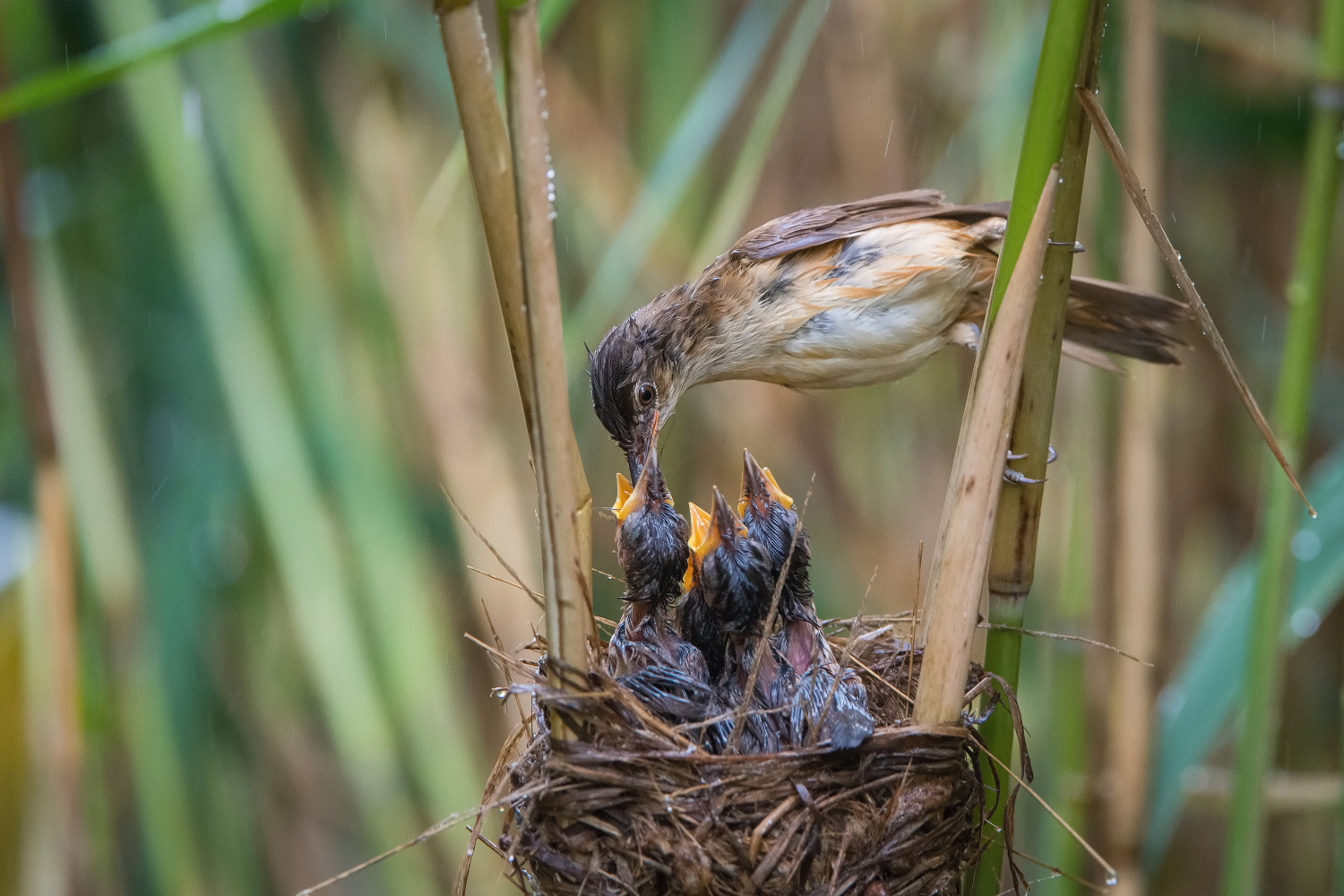 rákosník velký (Acrocephalus arundinaceus) Great reed warbler