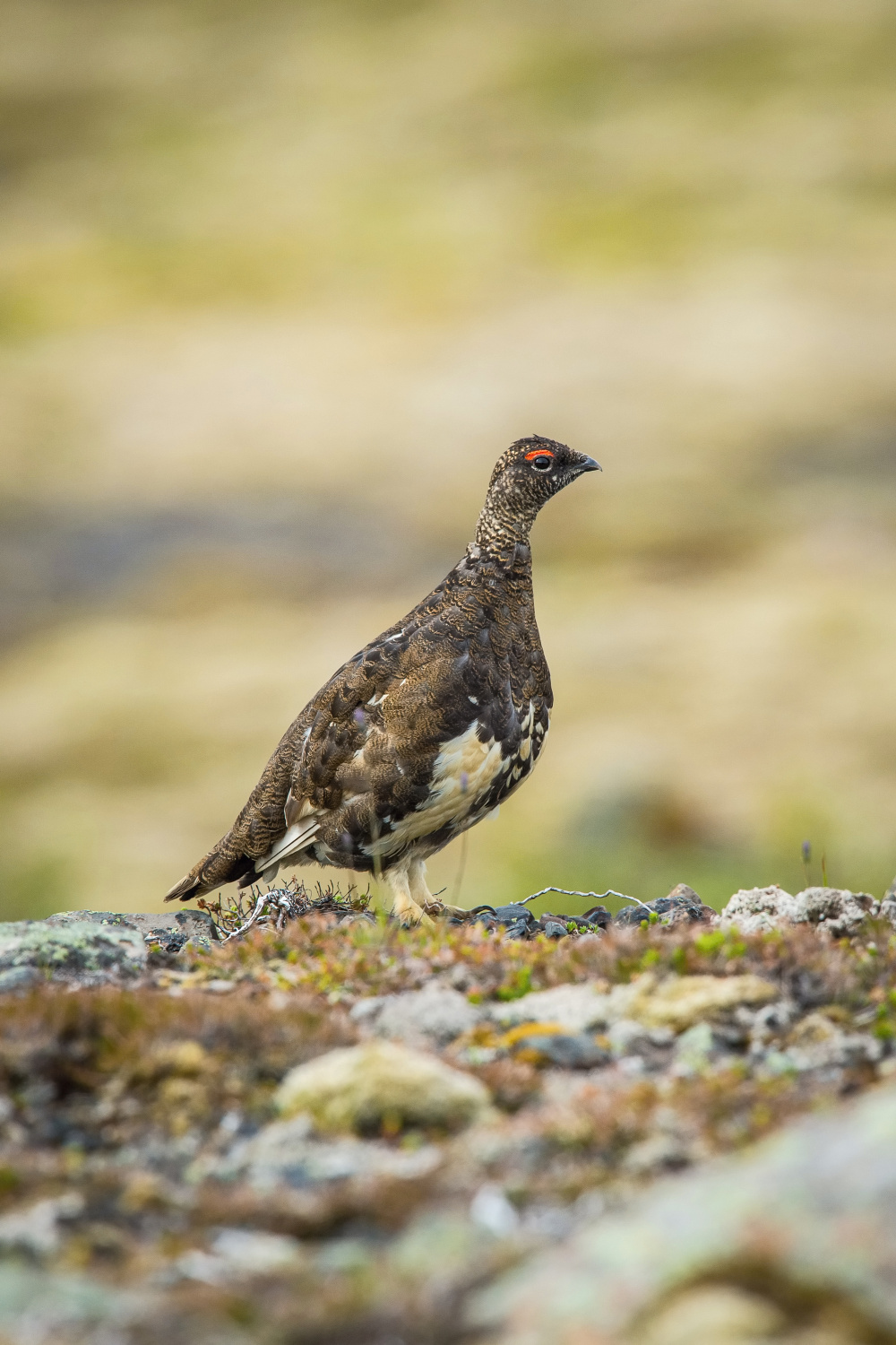 bělokur horský (Lagopus muta) Rock ptarmigan