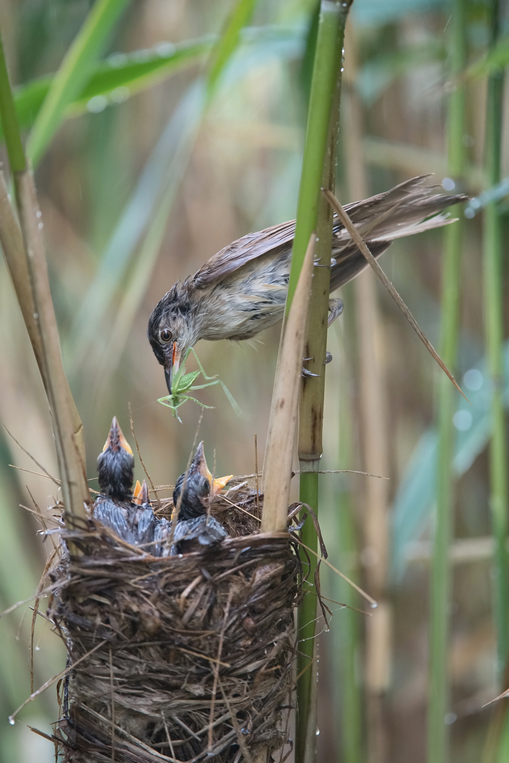 rákosník velký (Acrocephalus arundinaceus) Great reed warbler