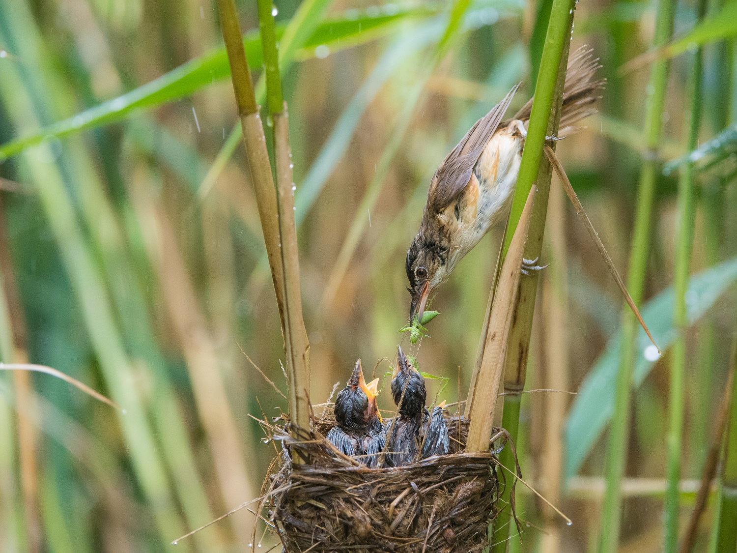 rákosník velký (Acrocephalus arundinaceus) Great reed warbler