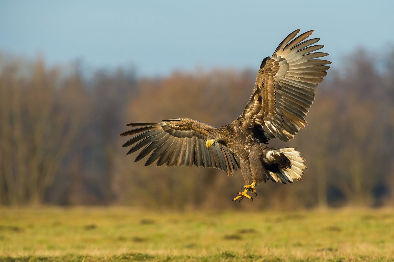 orel mořský (Haliaeetus albicilla) White-tailed eagle