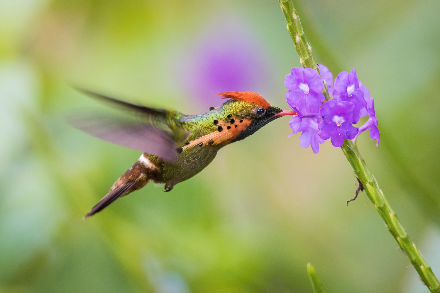 kolibřík ozdobný (Lophornis ornatus) Tufted coquette