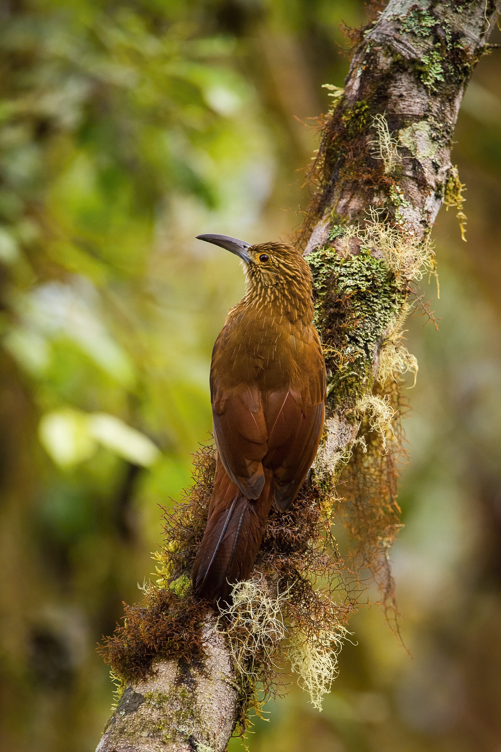 klouzálek pruhohlavý (Xiphocolaptes promeropirhynchus) Strong-billed woodcreeper