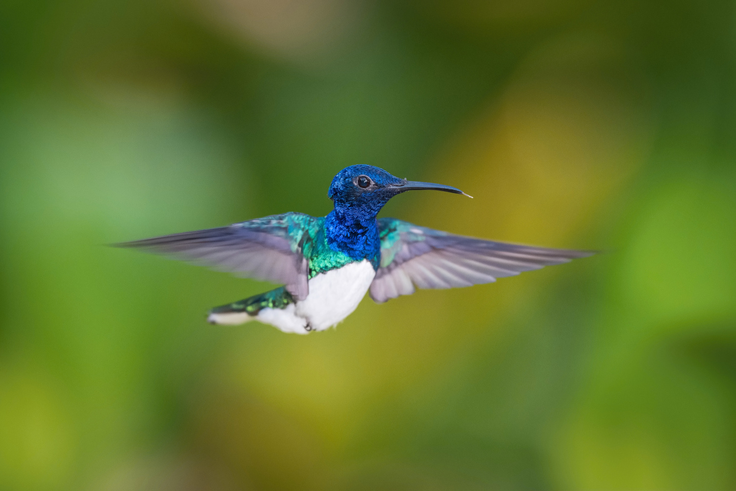 kolibřík bělokrký (Florisuga mellivora) White-necked jacobin