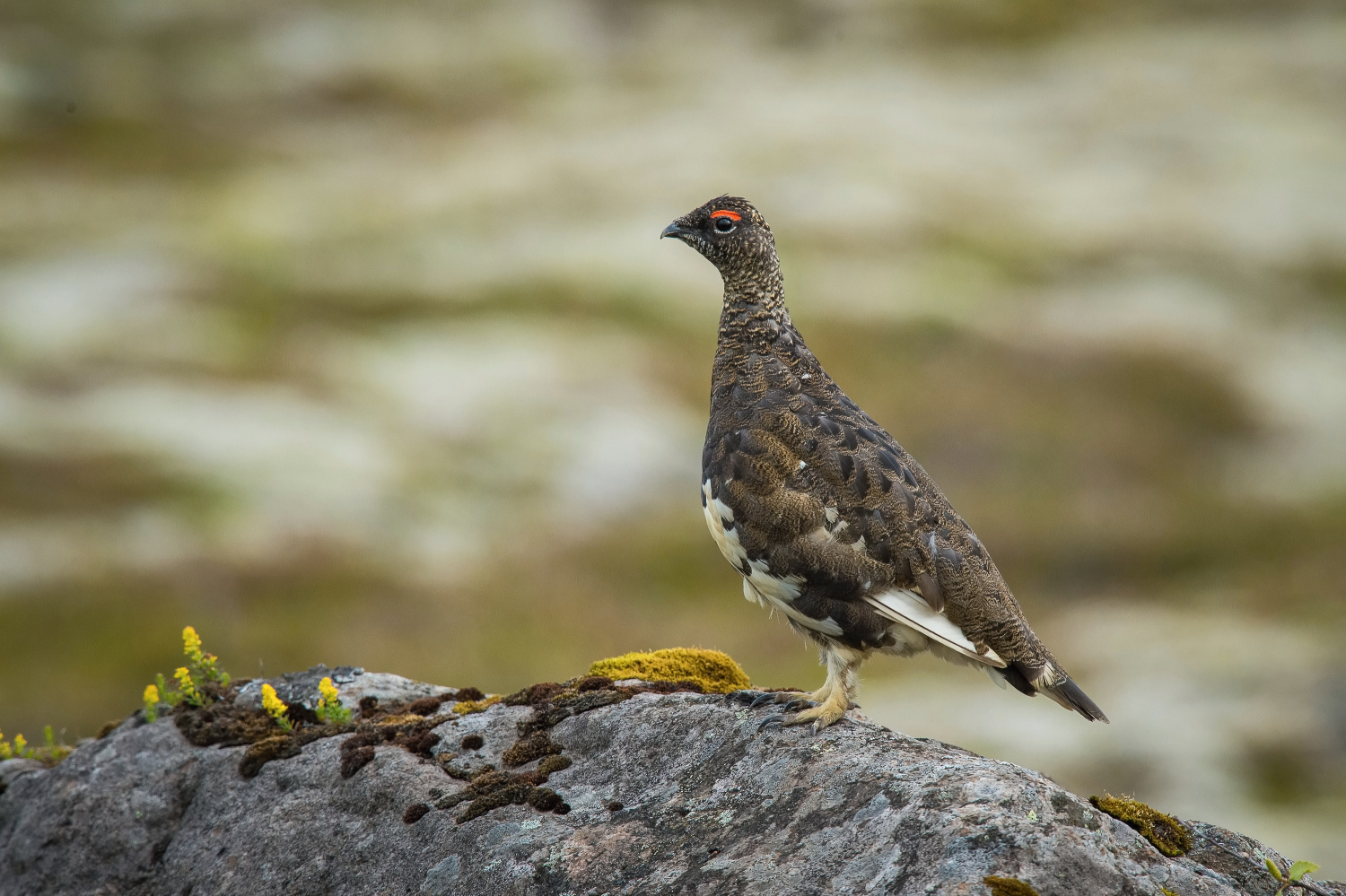 bělokur horský (Lagopus muta) Rock ptarmigan