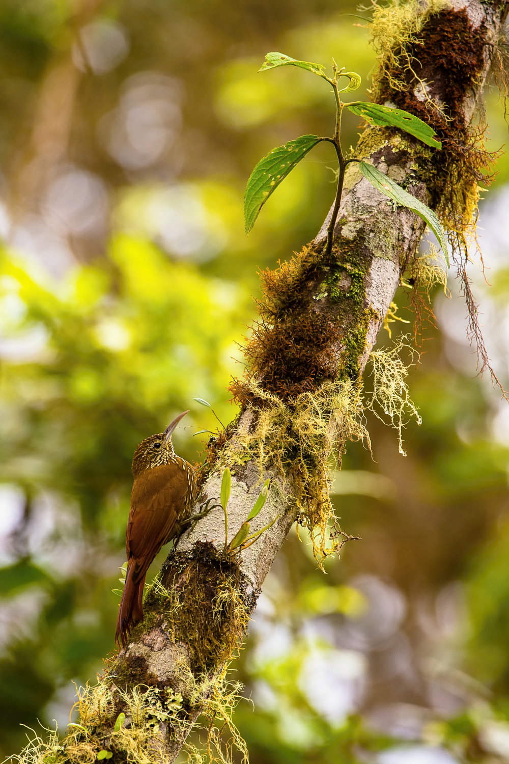 klouzálek horský (Lepidocolaptes lacrymiger) Montane woodcreeper