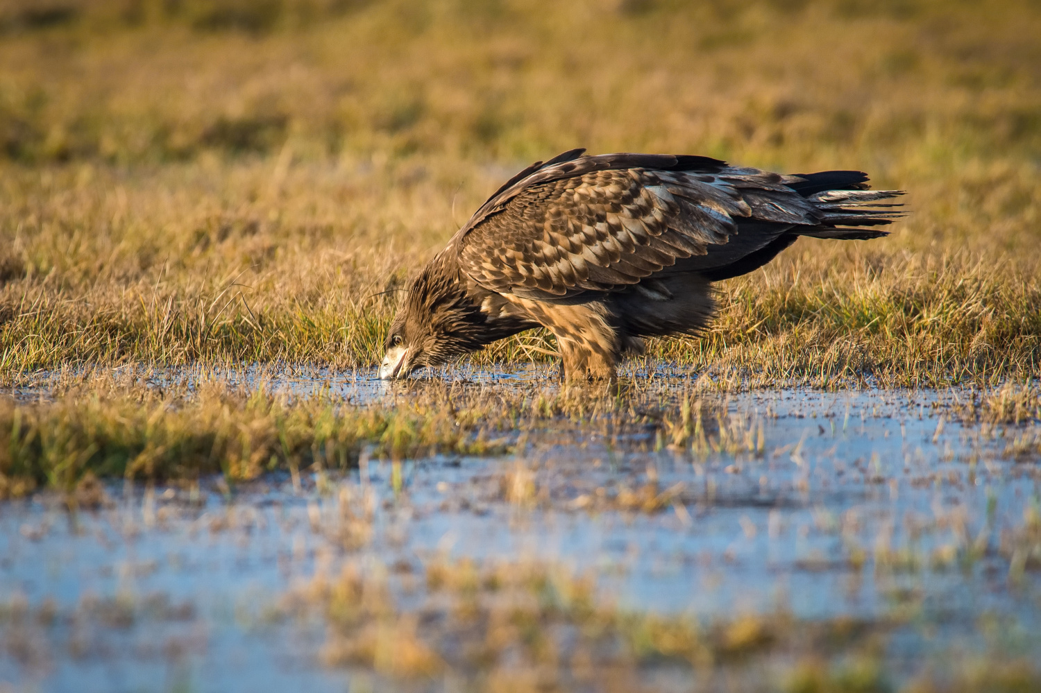 orel mořský (Haliaeetus albicilla) White-tailed eagle