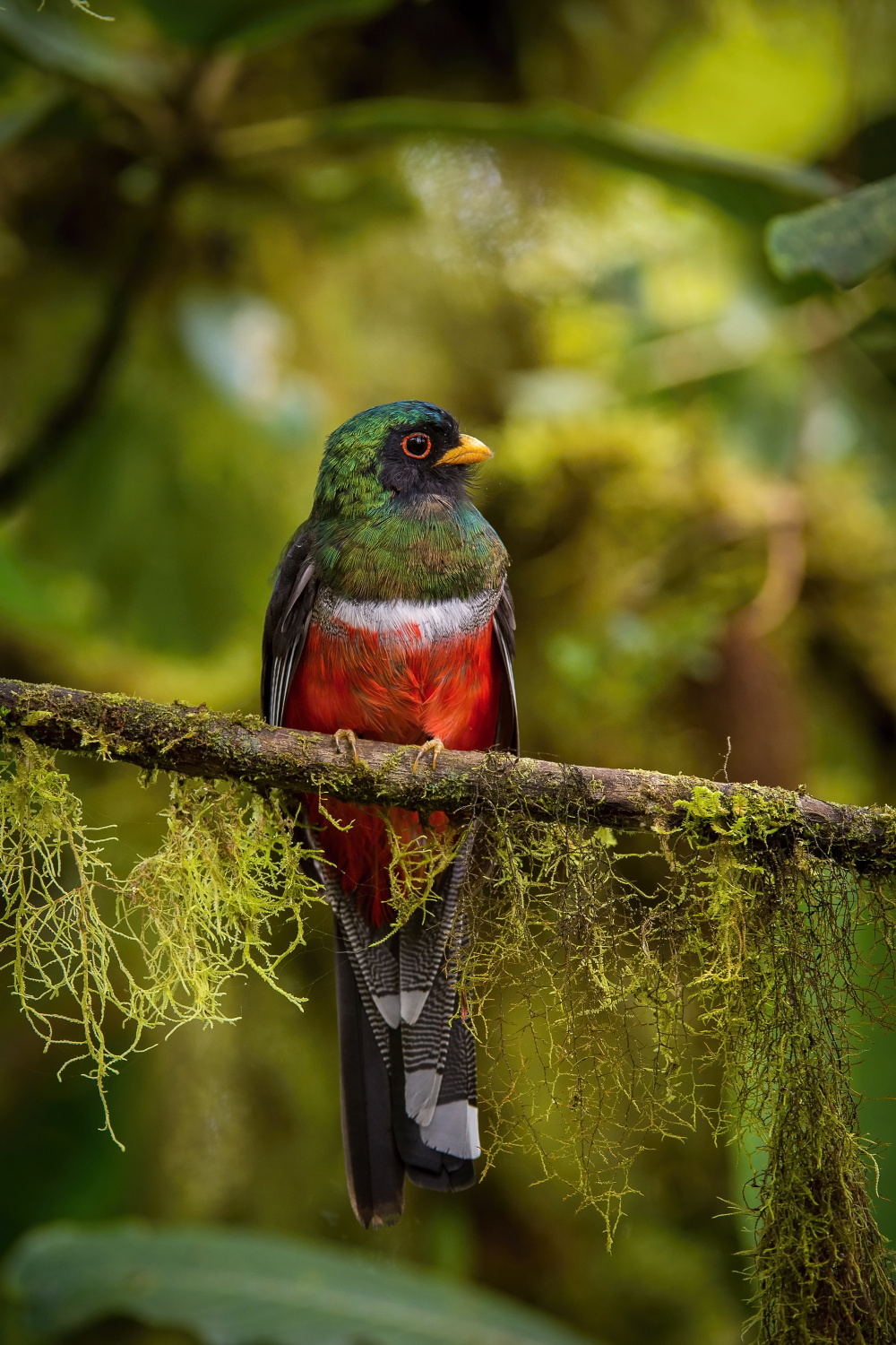 trogon škraboškový (Trogon personatus) Masked trogon