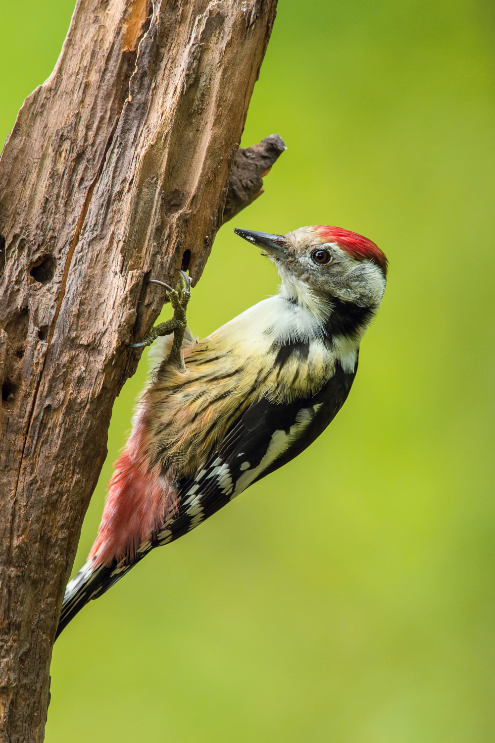 strakapoud prostřední (Dendrocopos medius) Middle spotted woodpecker