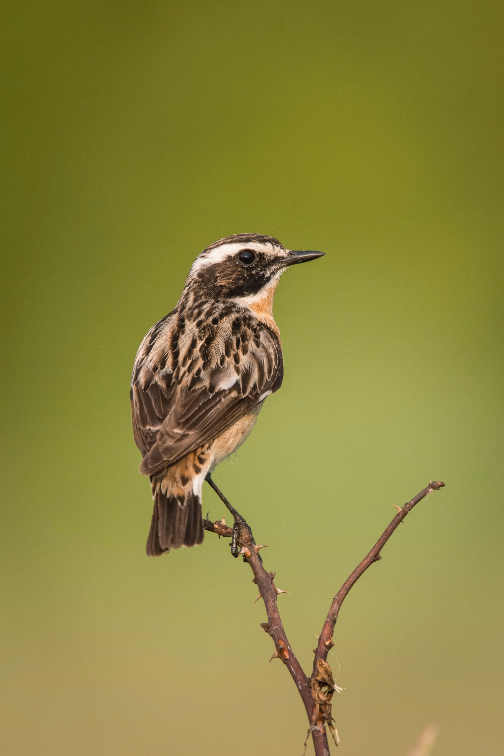 bramborníček hnědý (Saxicola rubetra) Whinchat