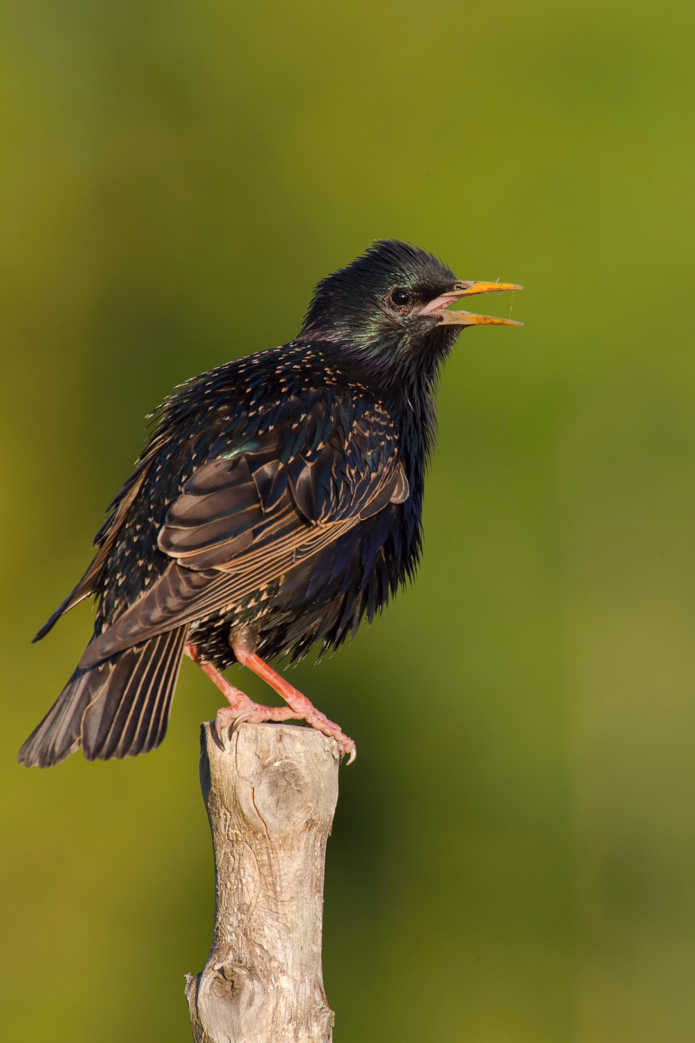 špaček obecný (Sturnus vulgaris) Common starling