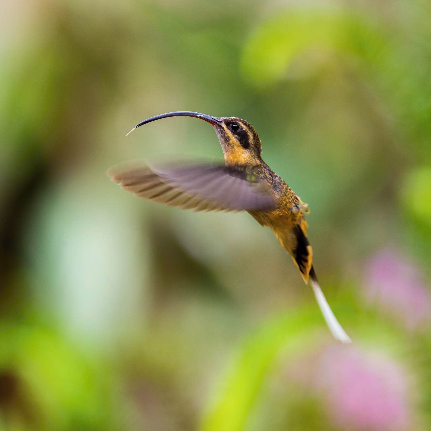 kolibřík dlouhoocasý (Phaethornis syrmatophorus) Tawny-bellied hermit