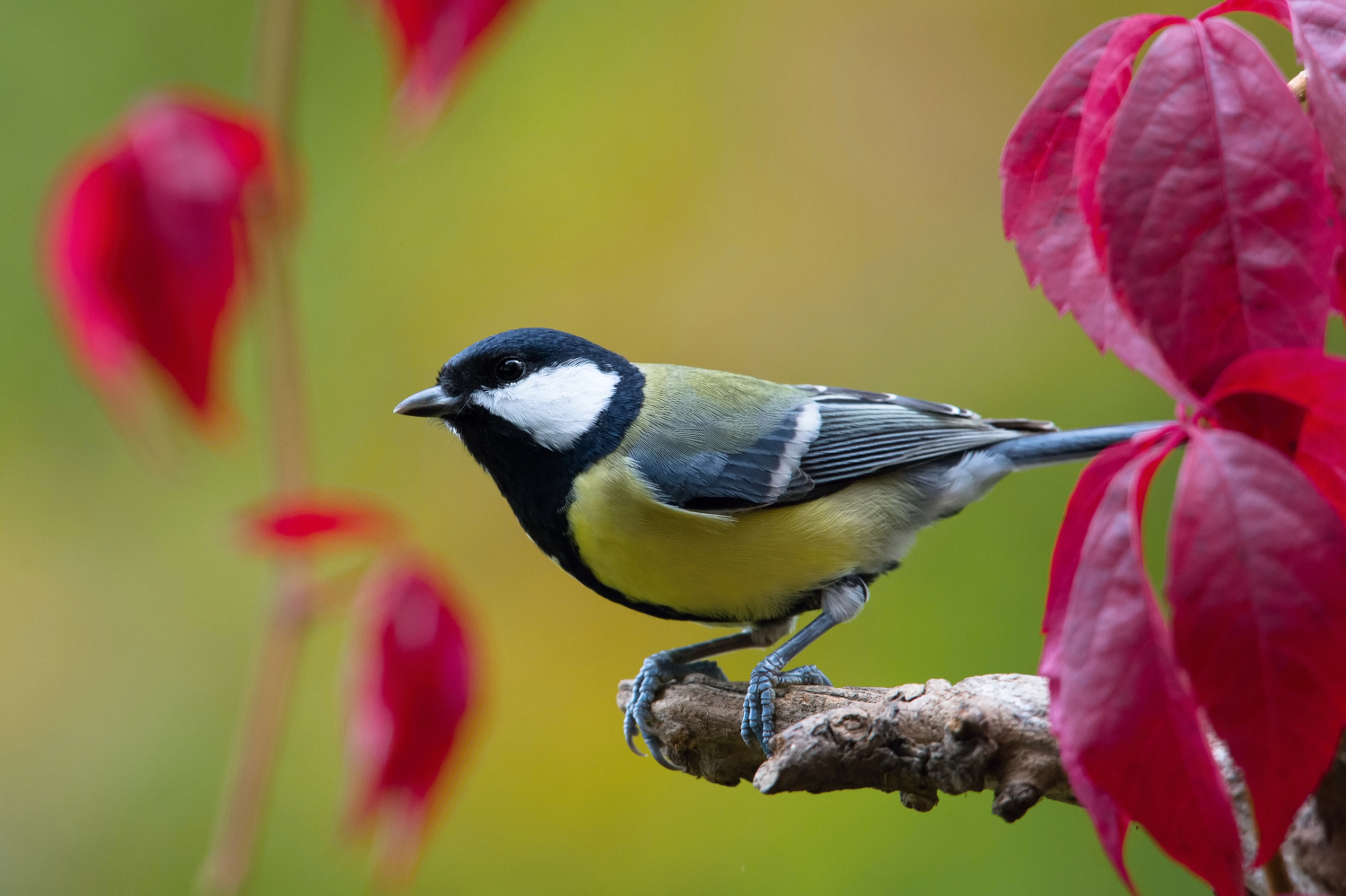 sýkora koňadra (Parus major) Great tit