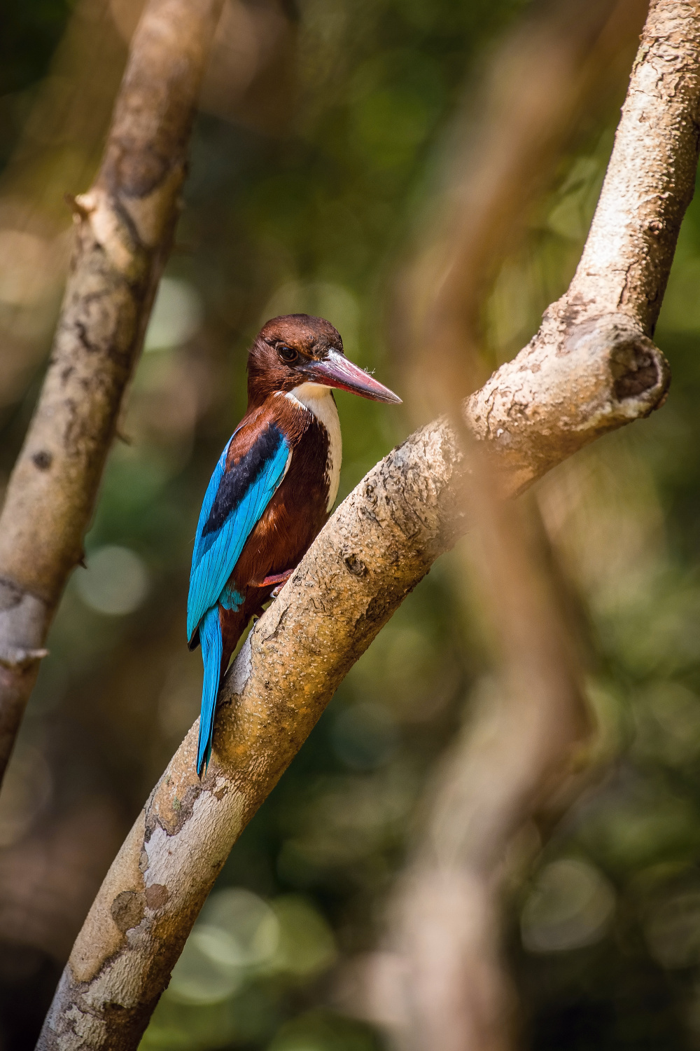 ledňáček hnědohlavý (Halcyon smyrnensis) White-throated kingfisher