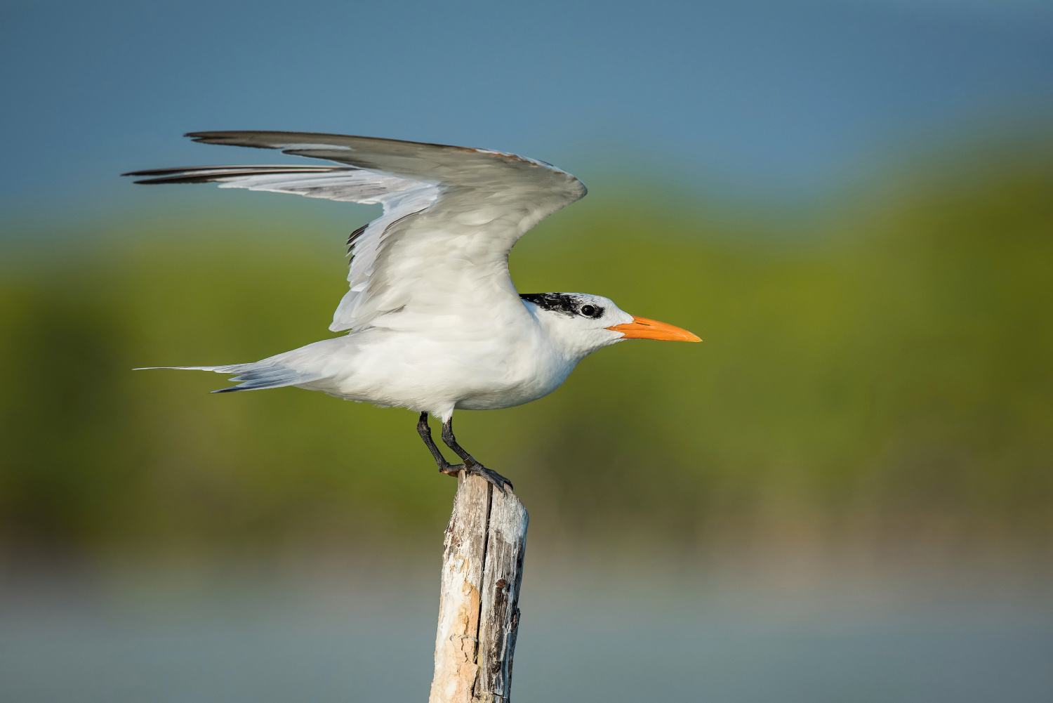 rybák královský (Thalasseus maximus) Royal tern