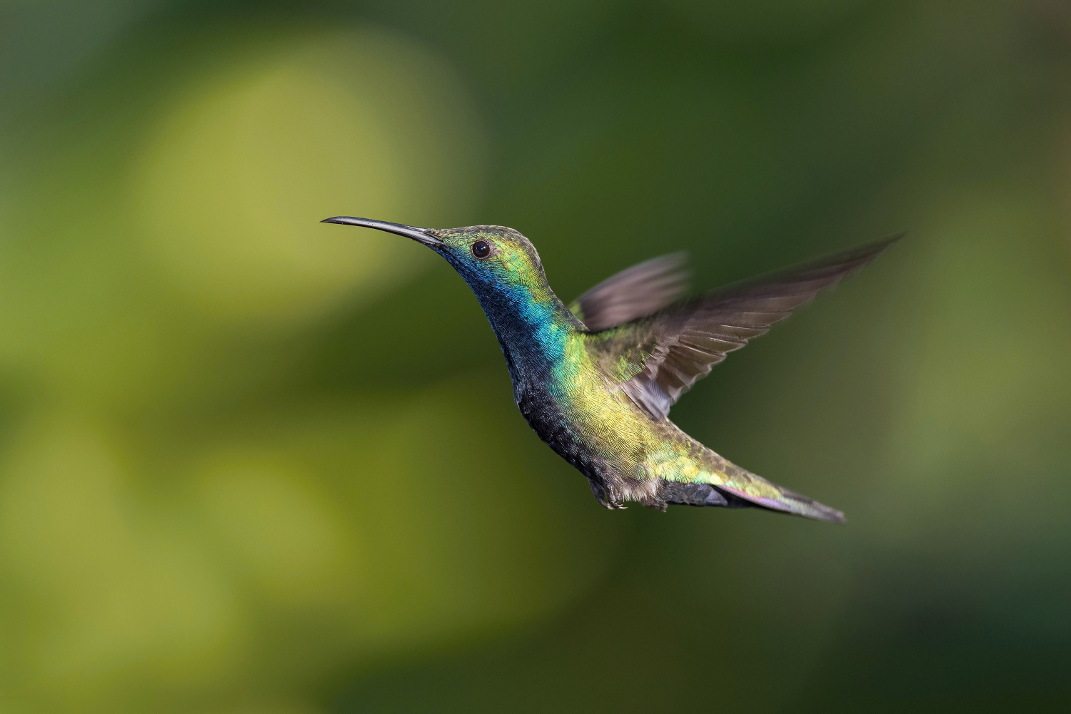 kolibřík tropický (Anthracothorax nigricollis) Black-throated mango