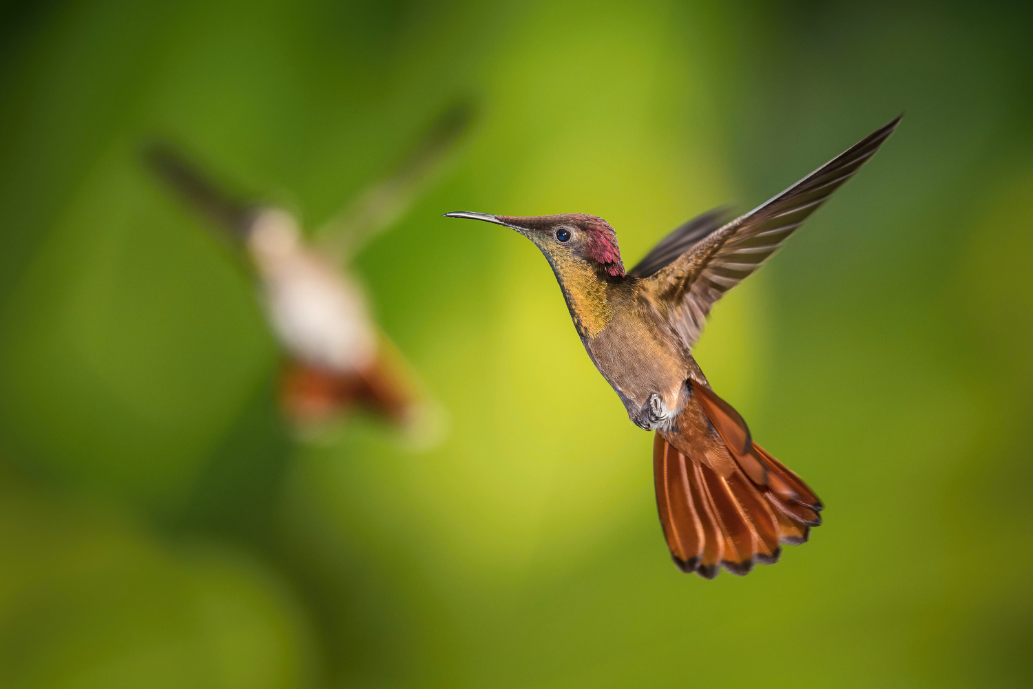 kolibřík žlutohrdlý (Chrysolampis mosquitus) Ruby-topaz hummingbird