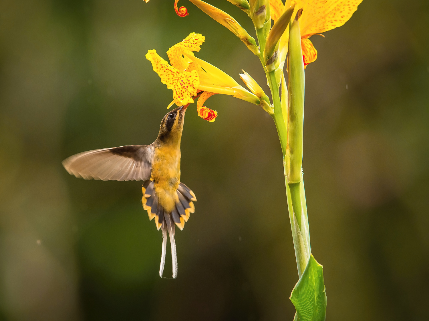 kolibřík dlouhoocasý (Phaethornis syrmatophorus) Tawny-bellied hermit