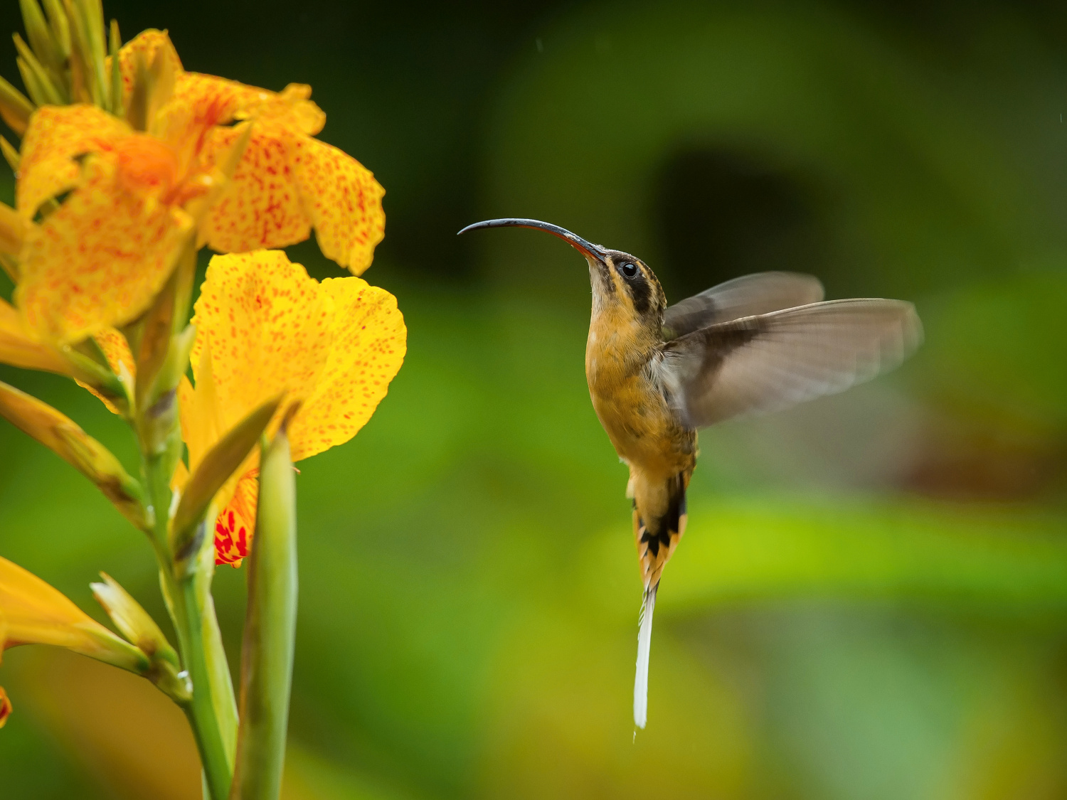 kolibřík dlouhoocasý (Phaethornis syrmatophorus) Tawny-bellied hermit