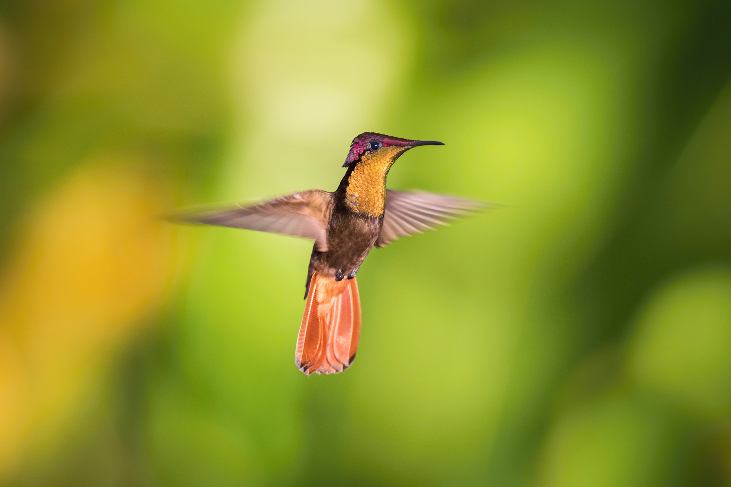 kolibřík žlutohrdlý (Chrysolampis mosquitus) Ruby-topaz hummingbird