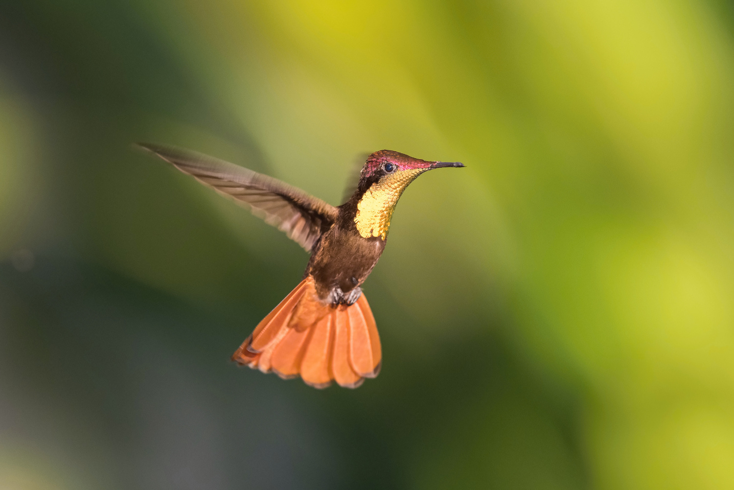 kolibřík žlutohrdlý (Chrysolampis mosquitus) Ruby-topaz hummingbird