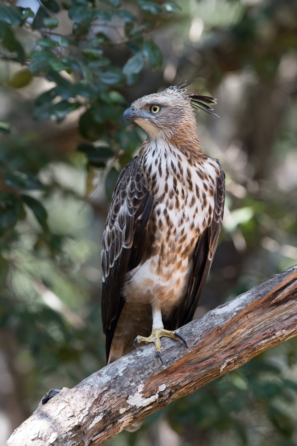 orel proměnlivý (Spizaetus cirrhatus ceylanensis) Crested Hawk-Eagle