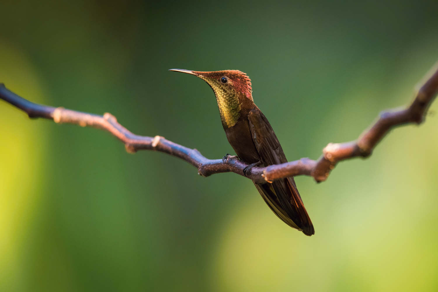 kolibřík žlutohrdlý (Chrysolampis mosquitus) Ruby-topaz hummingbird