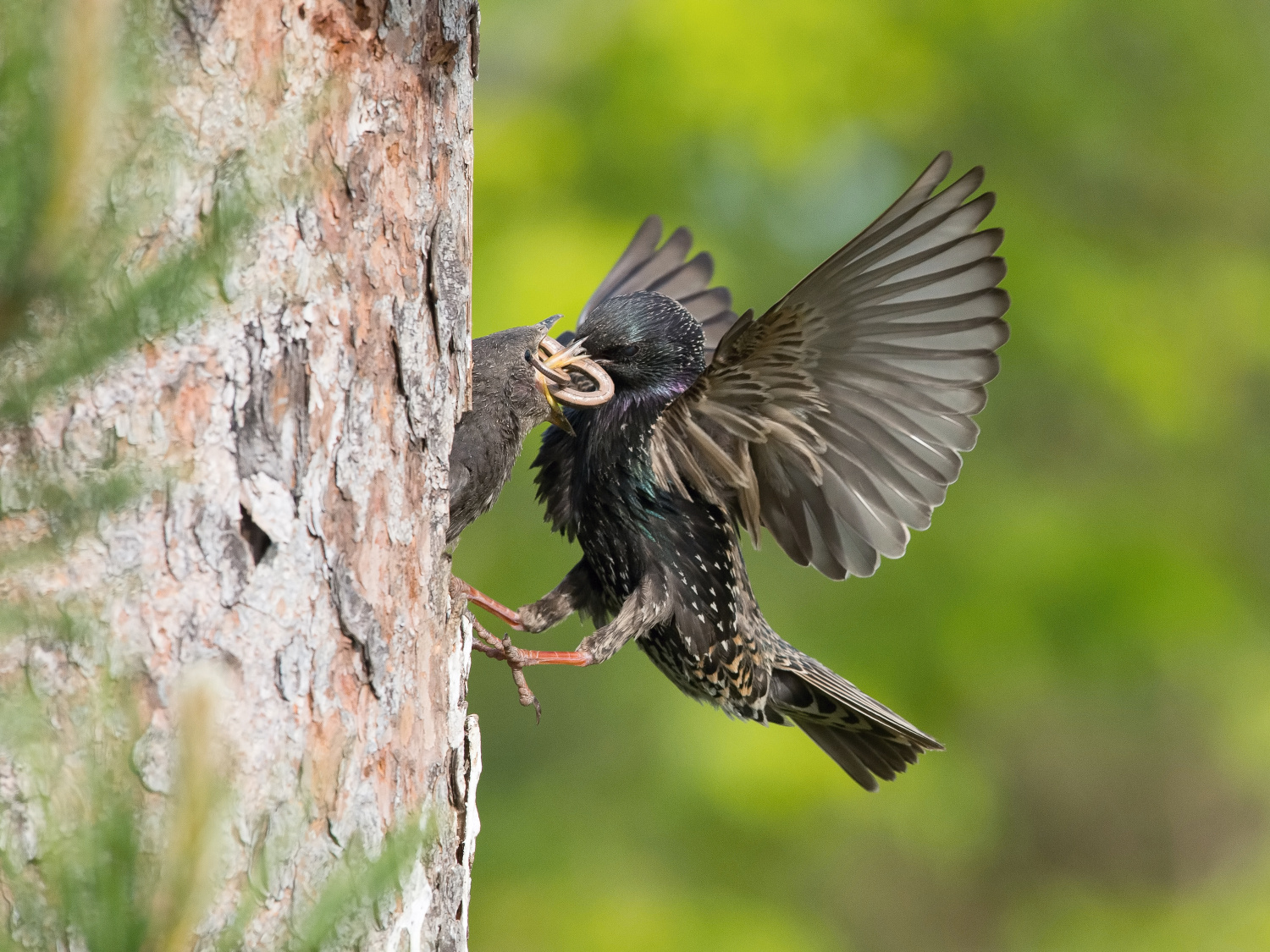 špaček obecný (Sturnus vulgaris) Common starling