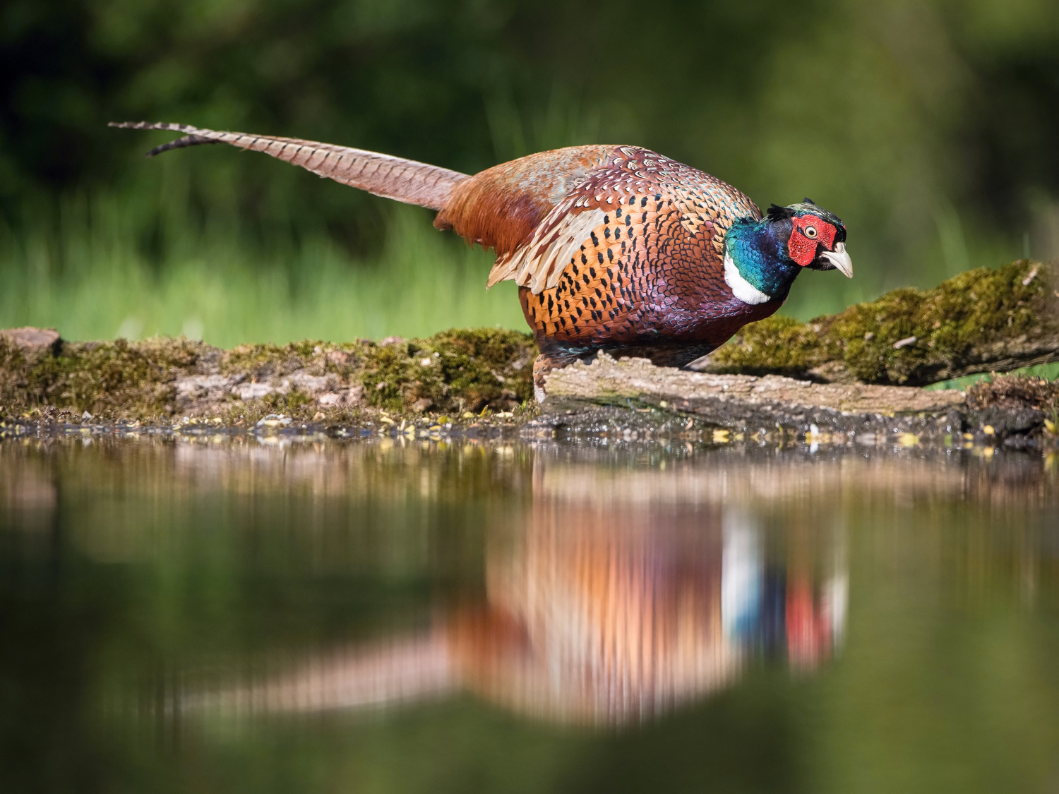 bažant obecný (Phasianus colchicus) Common pheasant