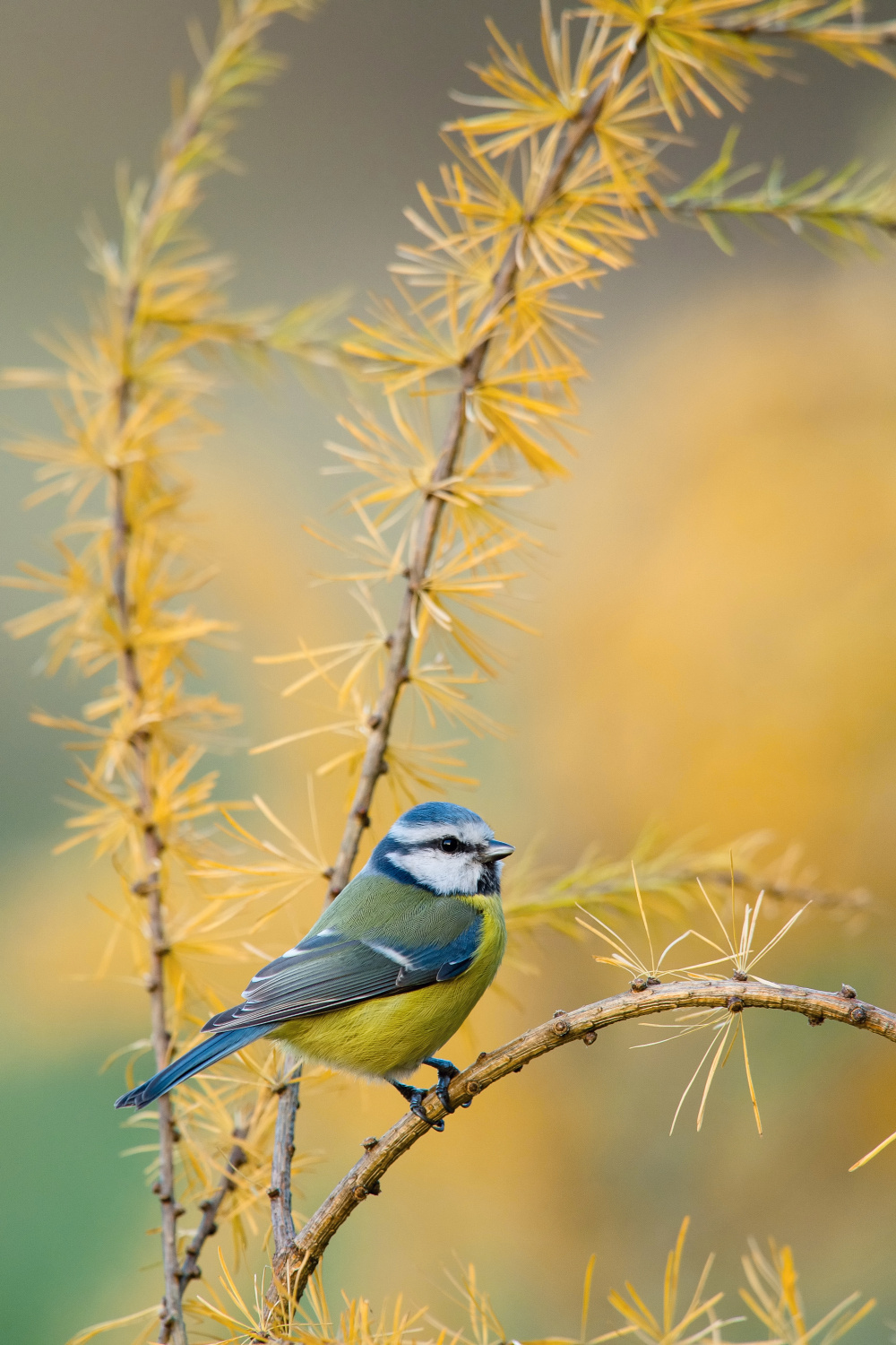 sýkora modřinka (Parus caeruleus) Eurasian blue tit