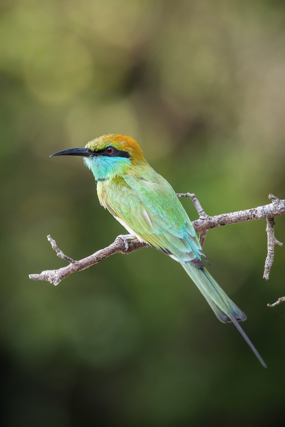 vlha proměnlivá (Merops orientalis) Green bee-eater