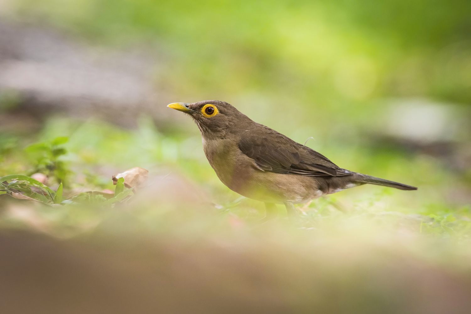 drozd olivovohnědý (Turdus nudigenis) Spectacled thrush