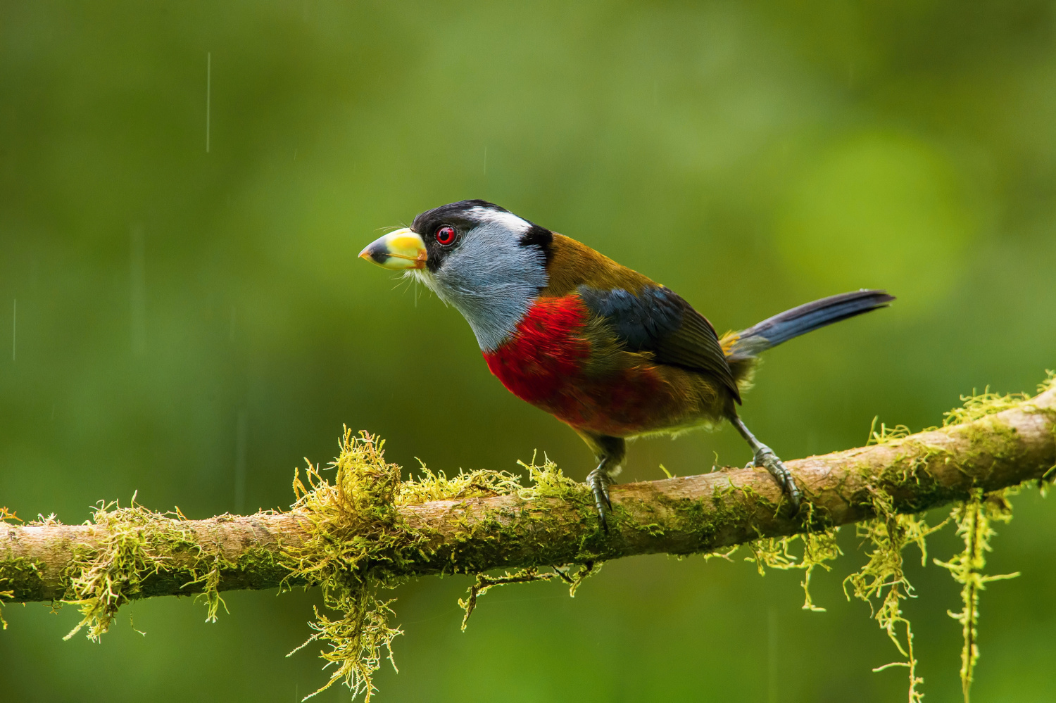 vousák tukaní (Semnornis ramphastinus) Toucan barbet