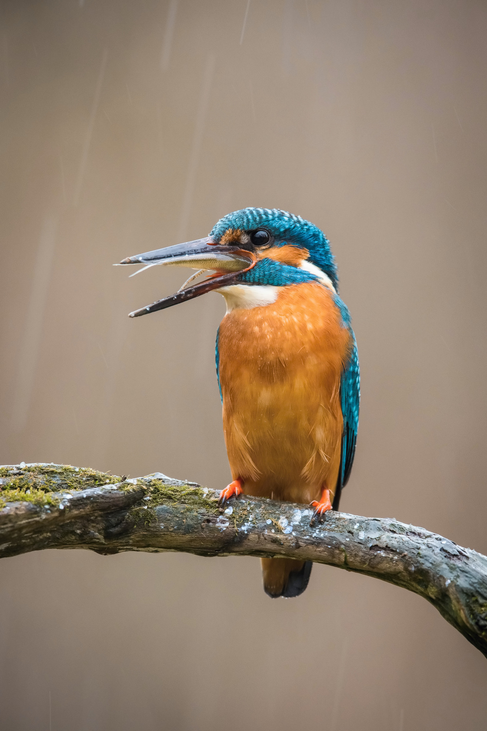 ledňáček říční (Alcedo atthis) Common kingfisher