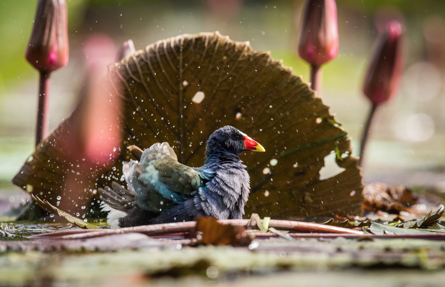 slípka žlutonohá (Porphyrio martinicus) American purple gallinule