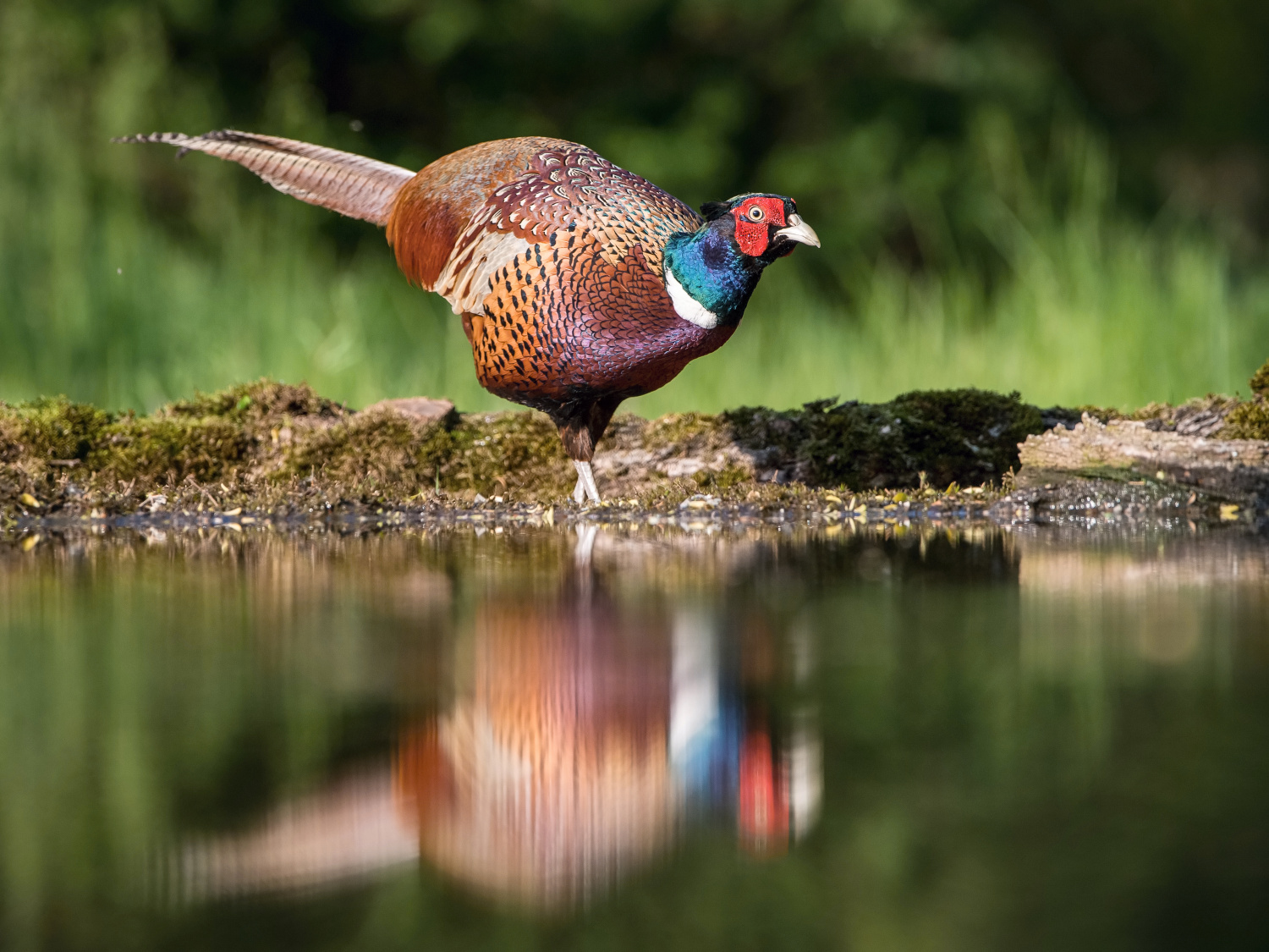 bažant obecný (Phasianus colchicus) Common pheasant