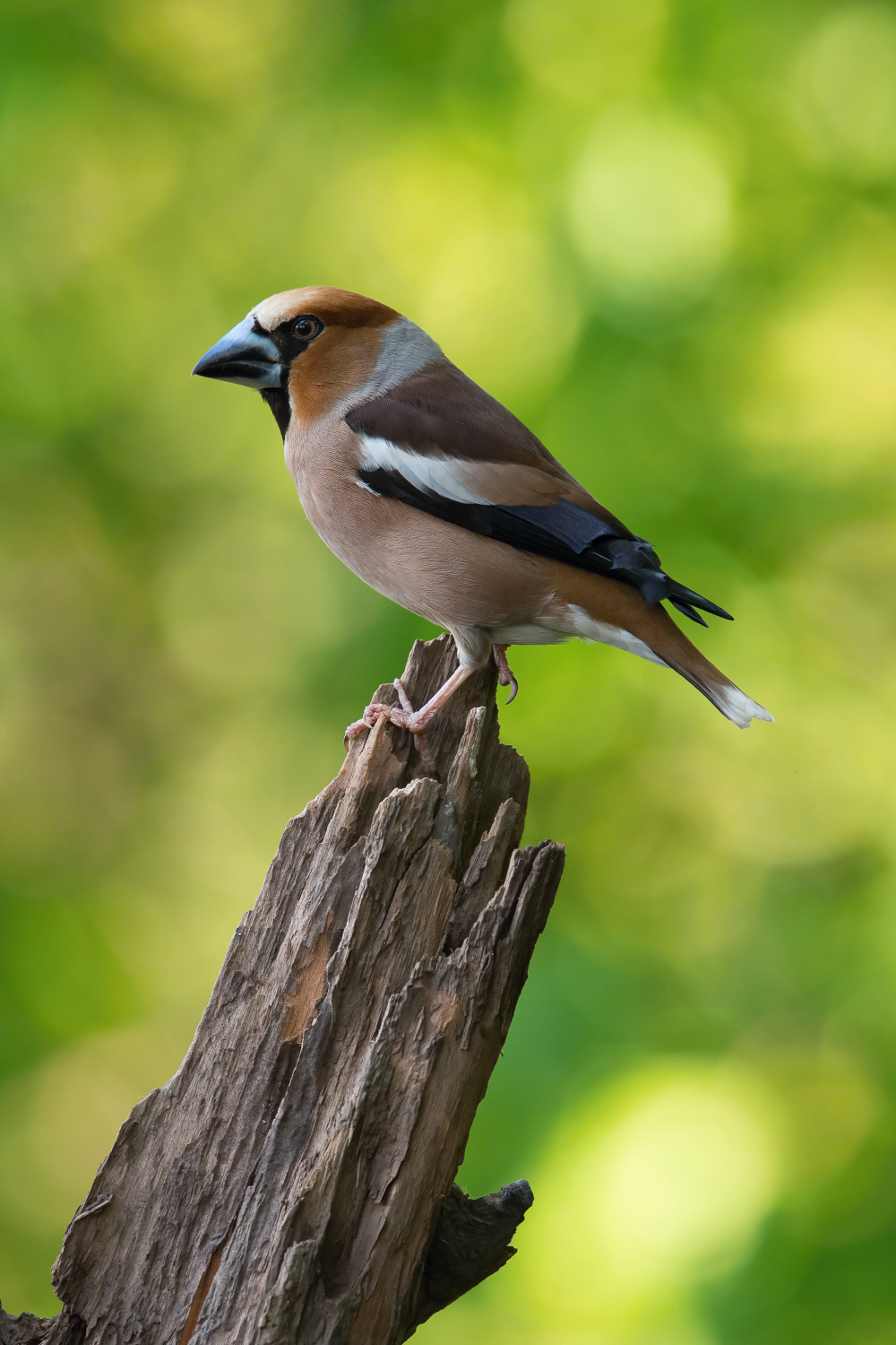 dlask tlustozobý (Coccothraustes coccothraustes) Hawfinch