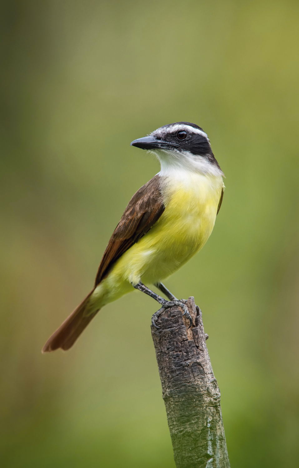 tyran bentevi (Pitangus sulphuratus) Great kiskadee