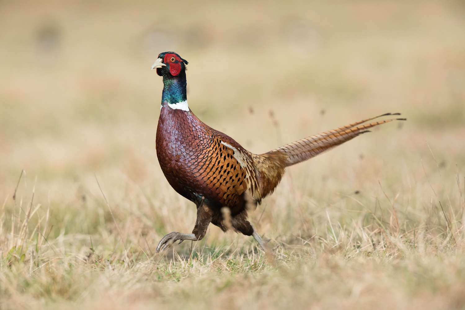 bažant obecný (Phasianus colchicus) Common pheasant