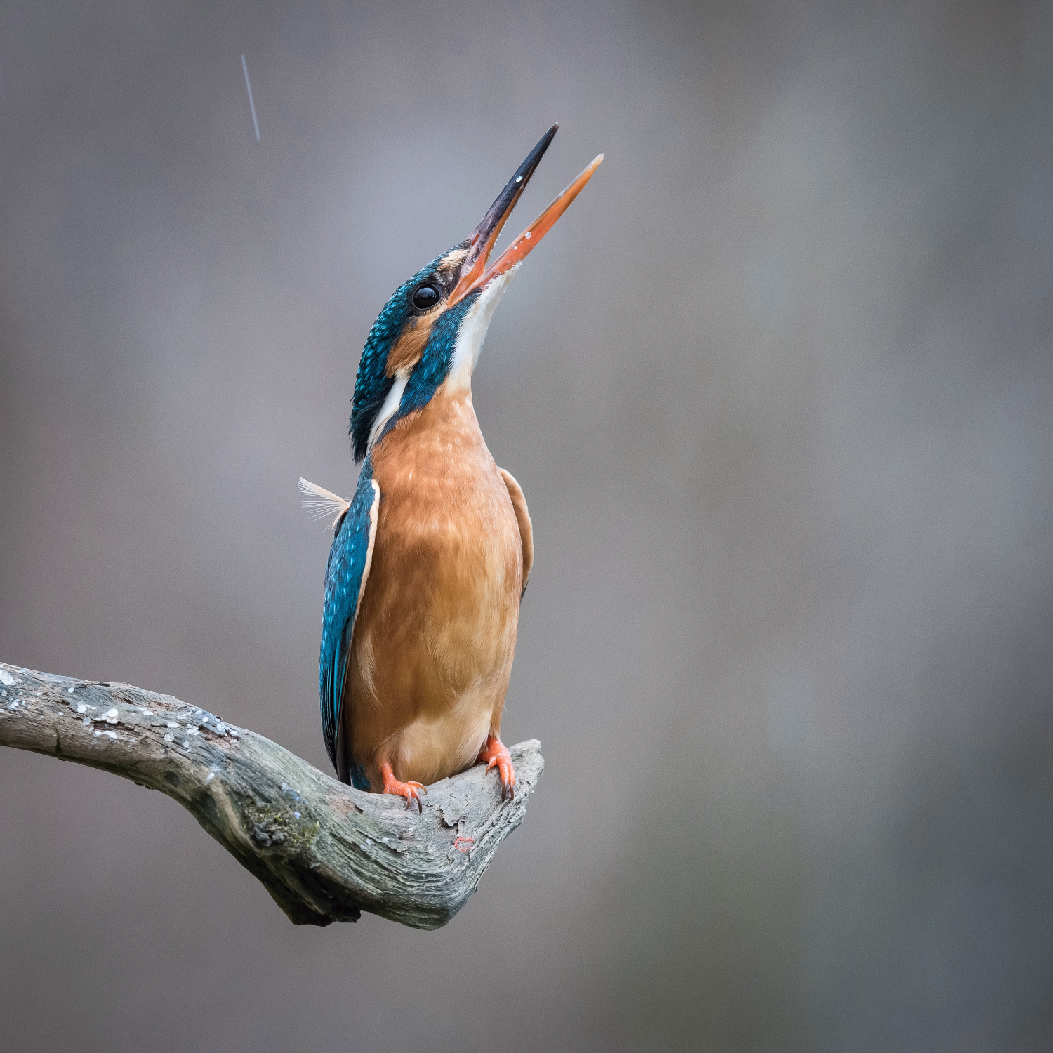 ledňáček říční (Alcedo atthis) Common kingfisher