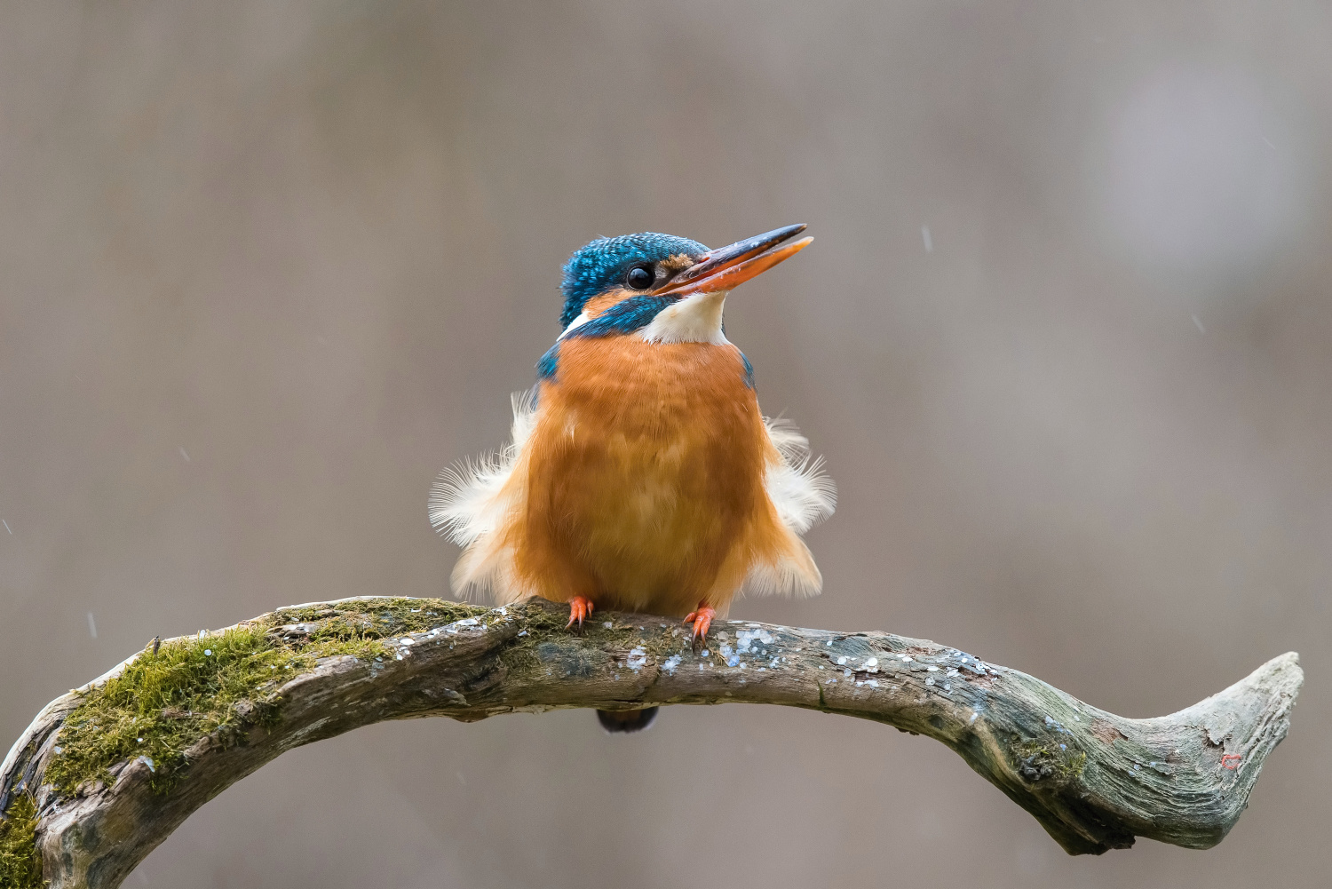 ledňáček říční (Alcedo atthis) Common kingfisher