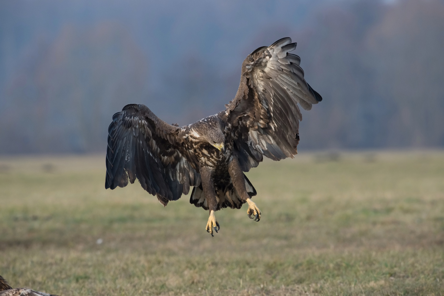 orel mořský (Haliaeetus albicilla) White-tailed eagle