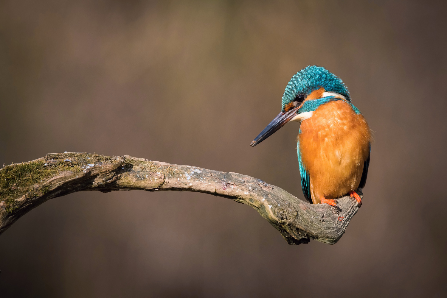 ledňáček říční (Alcedo atthis) Common kingfisher